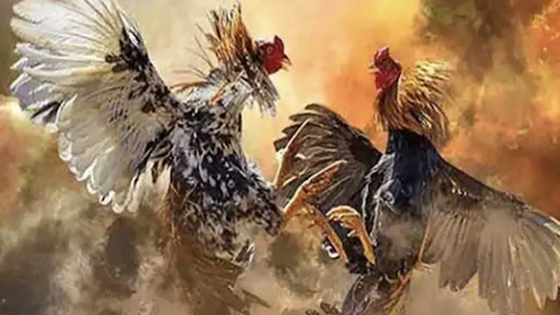 Mẹo chơi đá gà Mg188 hiệu quả