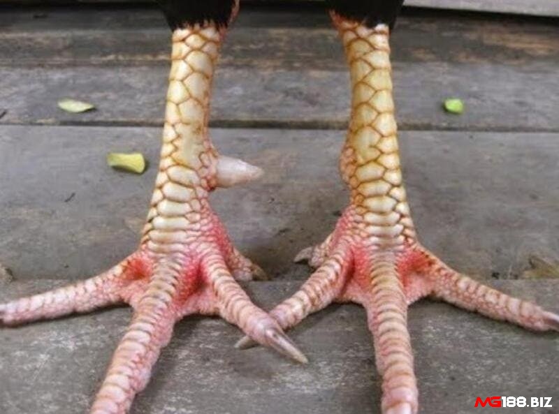 Nếu không tìm cách chữa gà bị gãy cựa kịp thời thì gà có thể trở thành gà phu