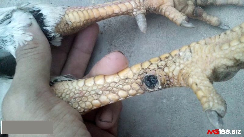 Gà bị gãy cựa vẫn có thể mọc lại nếu biết cách chữa gà bị gãy cựa