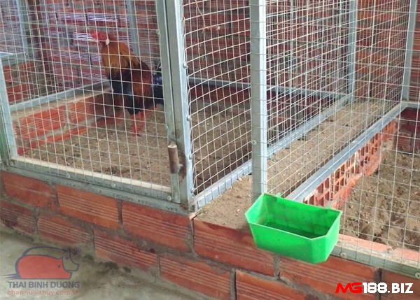 Cách chữa gà bị gãy cựa: Khu vực nuôi nhốt gà chọi phải riêng biệt