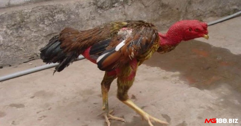 Dấu hiệu gà chọi bị bại liệt