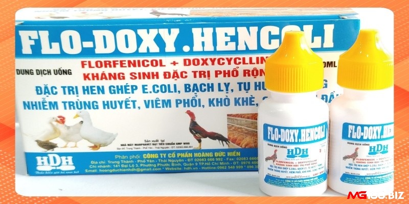Cách chữa gà chọi bị đau gối: Dùng thuốc kháng sinh