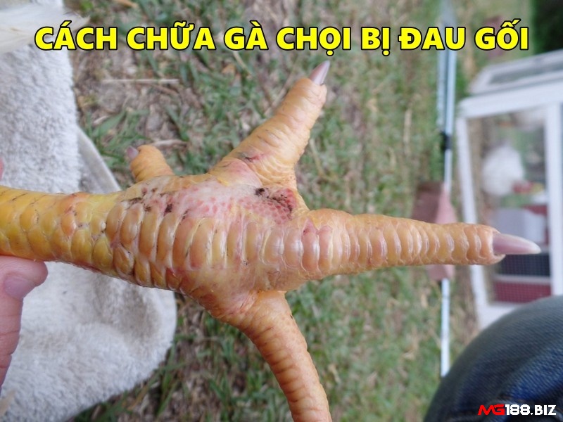 Cách chữa gà chọi bị đau gối là nên xoa bóp bằng rượu thuốc