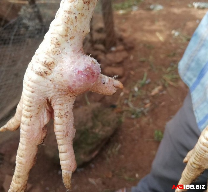 Cách chữa gà chọi bị đau gối nguyên nhân do gà thi đấu