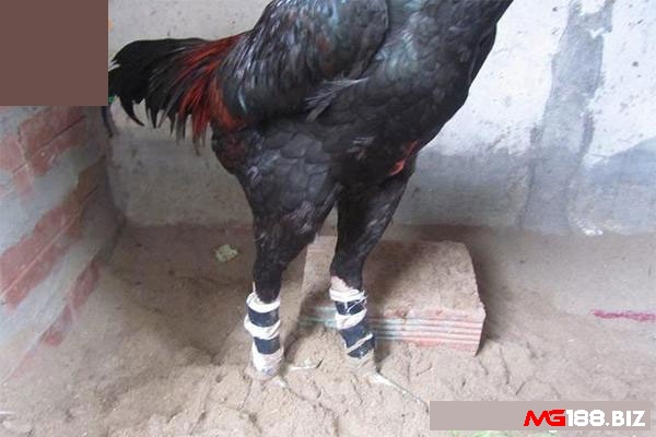 Cách chữa gà chọi bị đau gối: Nên cần mặt chuồng phẳng