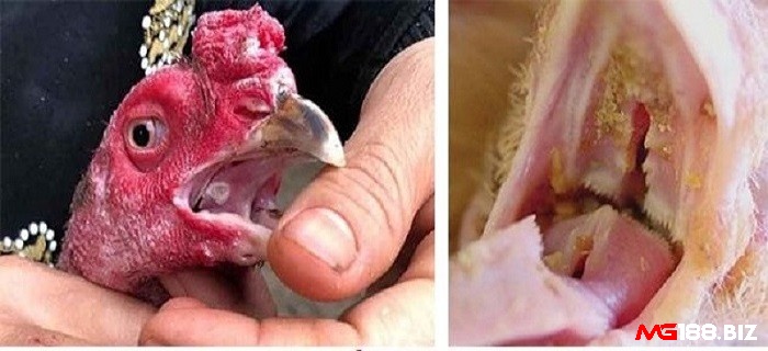 Cách chữa gà chọi bị nấm họng: Bên trong khoang miệng có đốm trắng