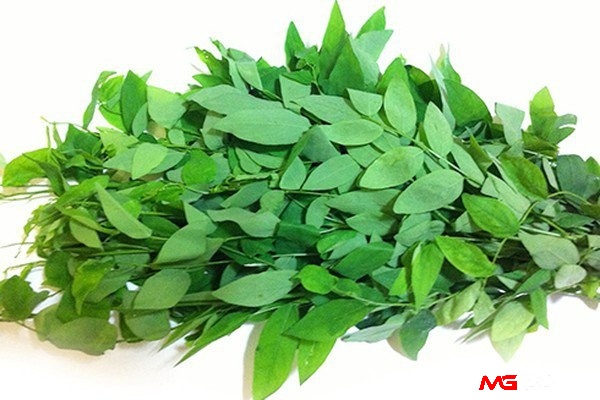 Cách chữa gà chọi bị nấm họng: Dùng rau ngót