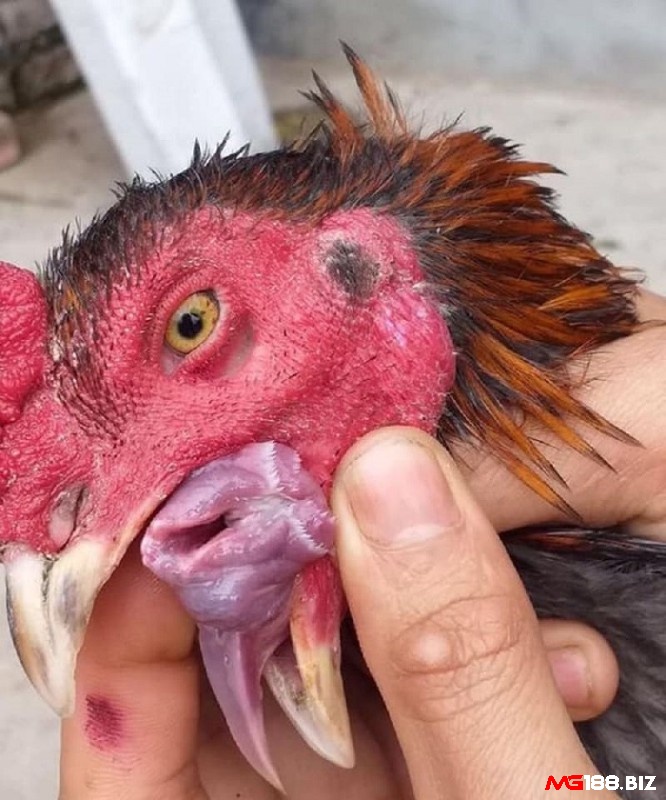 Cách chữa gà chọi bị nấm họng với phương pháp thủ công