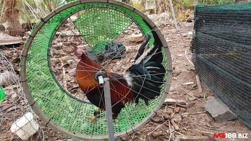 Gà chọi không thể tăng cân là do tập luyện quá mức