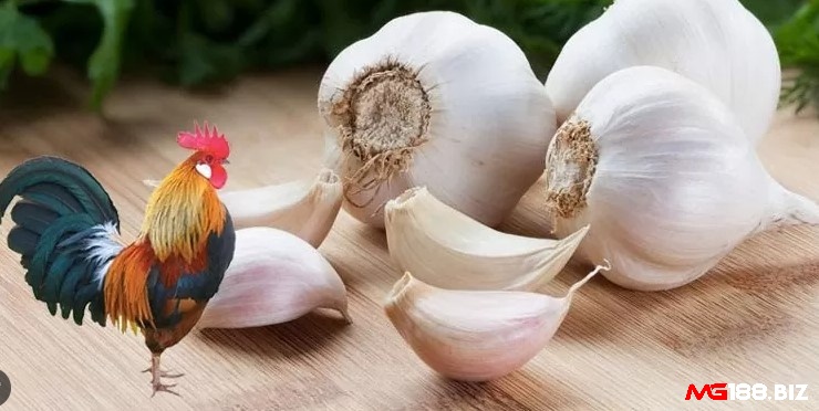 Cách tăng cân cho gà chọi là cho gà ăn tỏi