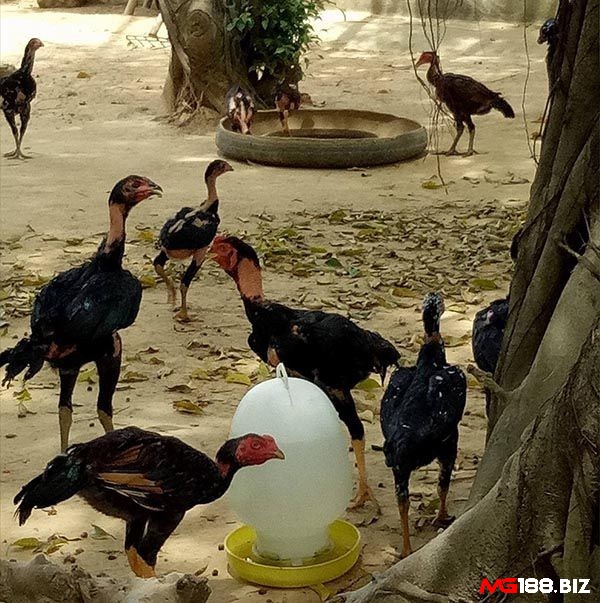 Gà chọi cho ăn không đúng cách sẽ không thể tăng cân