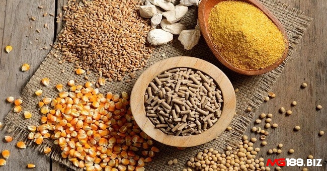 Chế độ dinh dưỡng của gà khá đơn giản là cám, gạo, ngô, thóc