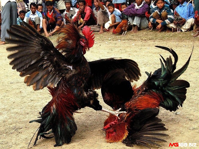 Chỉ cần hạ gục gà đối phương thì gà bạn sẽ thắng
