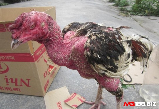 Gà chọi bị bệnh tụ huyết trùng thường sốt cao, bỏ ăn