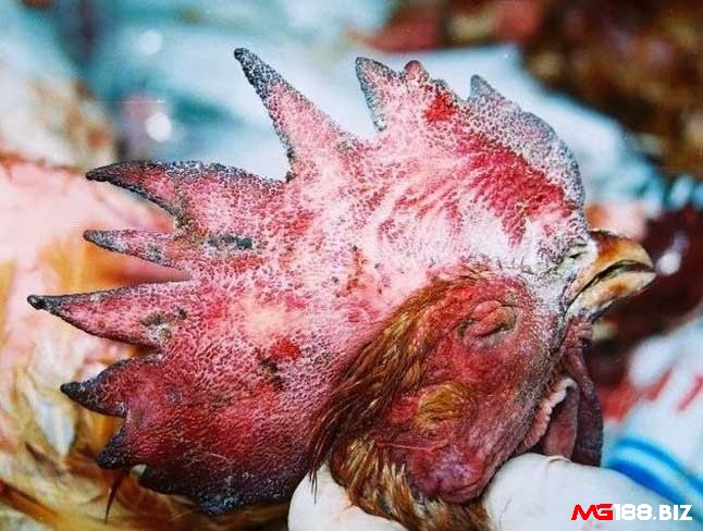 Bệnh tụ huyết trùng khiến gà kém ăn, đề kháng yếu