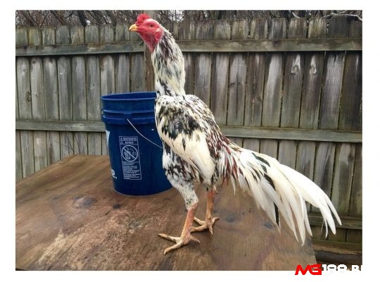 Các giống gà chọi Thái Lan có đôi chân cao và mạnh mẽ