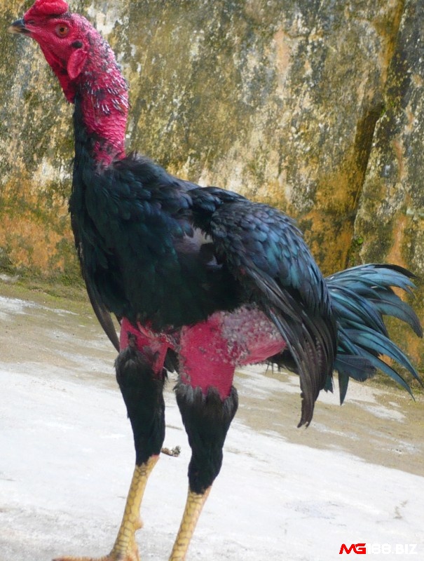 Gà chọi nòi ra đòn nhanh đánh bại đối thủ nhanh chóng