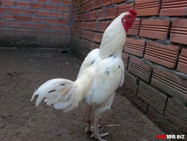 Gà đá Asil là giống gà đá hàng đầu có nguồn gốc từ Ấn Độ