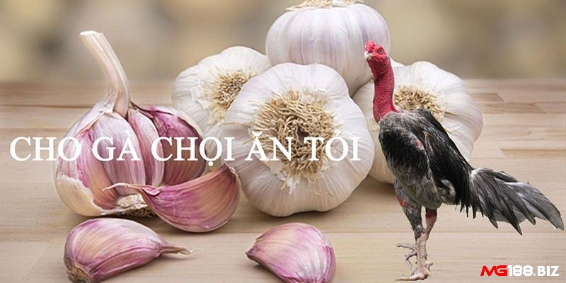 Tỏi là cách chữa gà chọi ăn không tiêu dân gian hiệu quả