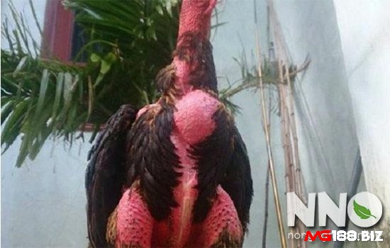 Diều gà bị vón cục do khó tiêu