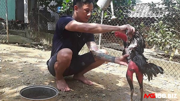 Xoa bóp gà cùng tỏi đem lại hiệu quả tốt