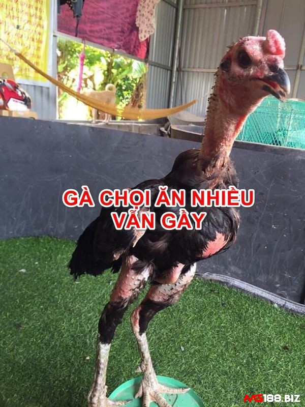 Bệnh ăn không tiêu khiến gà ủ rũ, chậm lớn