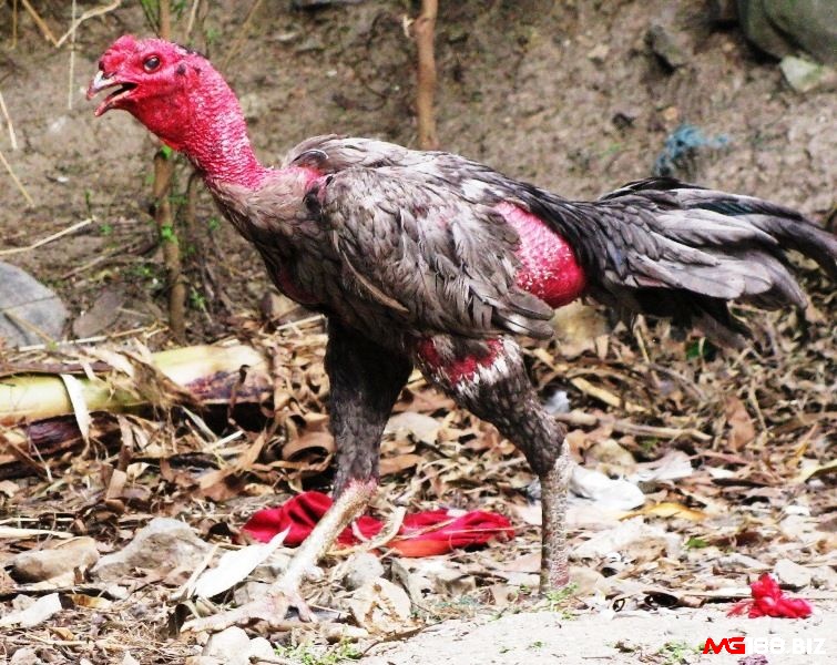 Đảm bảo môi trường sống tốt cho gà khi thời tiết thay đổi