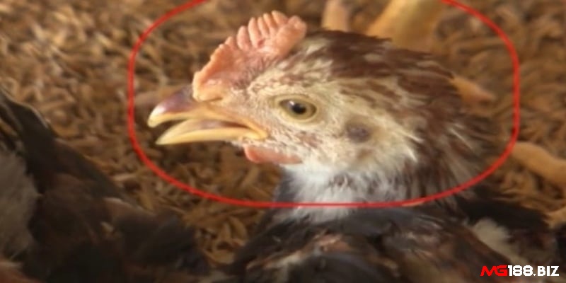Gà há miệng để thở vì có đờm đặc