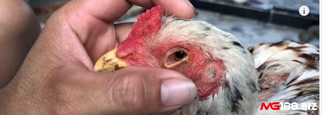 Gà chọi bị mù do bị đá vào mắt