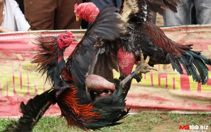 Khi gà còn quá trẻ nhưng đã tham gia đá gà có thể gặp tình trạng bị rút gân
