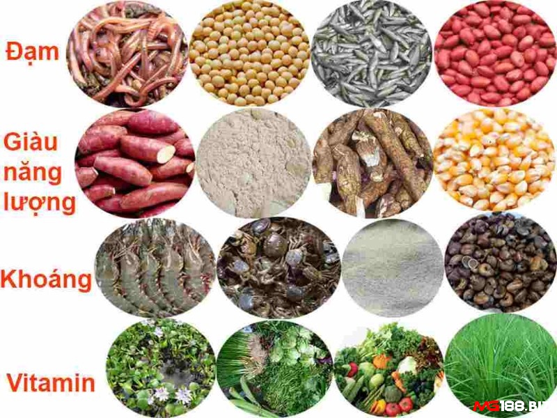 Bổ sung cho gà nhiều vitamin và canxi để cải thiện sức khỏe cho gà chọi