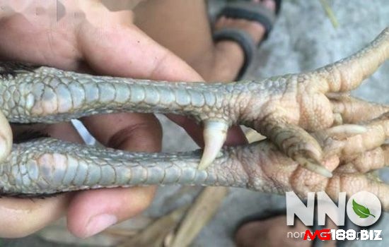 Tìm hiểu rõ nguyên nhân mới biết được cách chữa gà chọi bị rút gân tận gốc