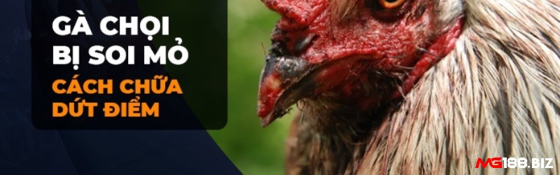 Cách chữa gà chọi bị soi mỏ cần dựa trên nguyên nhân, mức độ bệnh