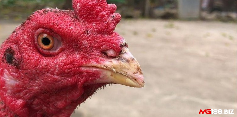 Cần phải vệ sinh sạch vết thương để tránh bị nhiễm trùng