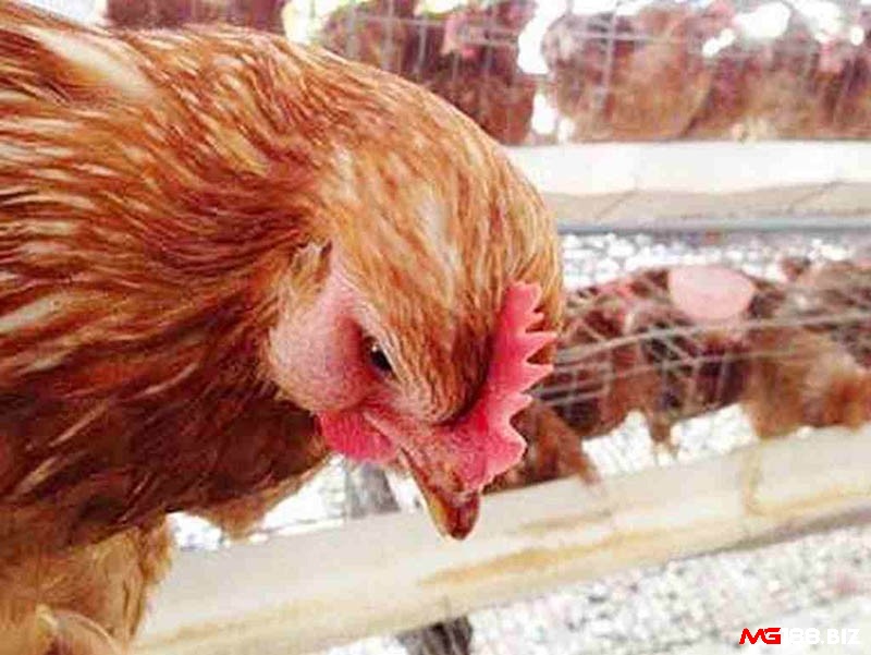 Không nên nhốt đàn gà cũ và đàn gà mới với nhau