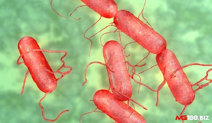 Vi khuẩn Salmonella gallinarum pullorum khiến gà bị thương hàn