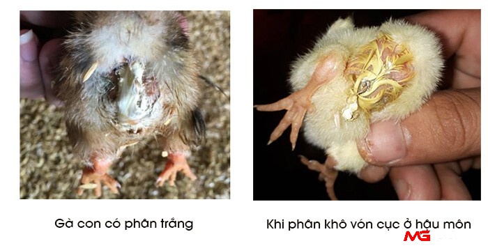 Gà con nhiễm bệnh thương hàn thường có phân trắng hoặc bị khô vón cục