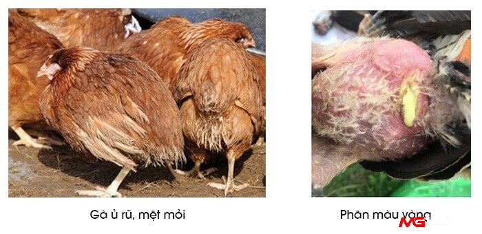 Gà chọi bị bệnh thương hàn thường có dấu hiệu mệt mỏi, phân vàng