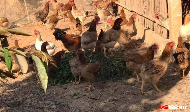 Cách chữa gà chọi bị thương hàn là vệ sinh chuồng trại thông thoáng