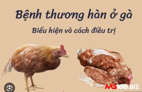 Bệnh thương hàn do nhiễm khuẩn gây ra