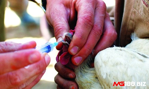 Cho gà uống thuốc kháng sinh khi bị thủy đậu