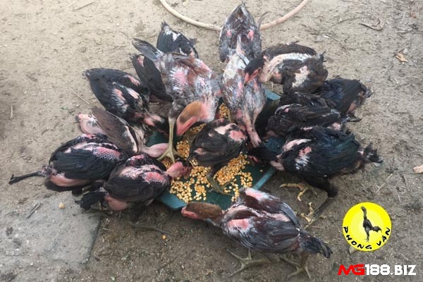 Trộn thuốc vào thức ăn hàng ngày của gà chọi để chữa dứt điểm bệnh