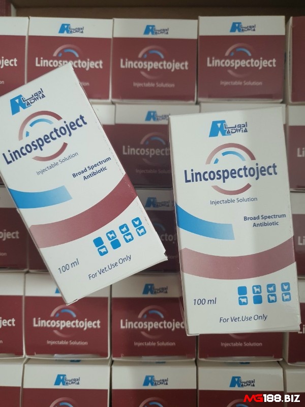 Tiêm Lincospectoject theo liều lượng phù hợp để xử lý gà chọi vừa bị chết