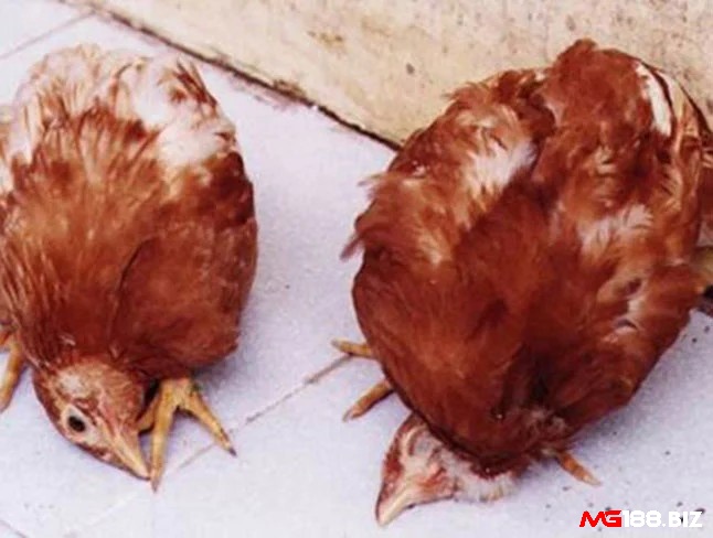 Gà chọi có thể chết nếu không có cách chữa gà chọi bị tụ huyết trùng