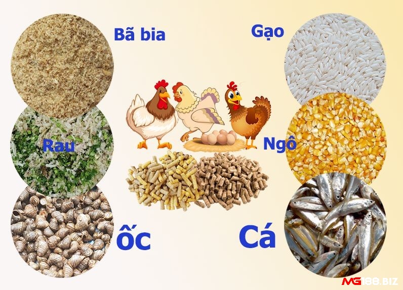 Đảm bảo thức ăn cho gà đa dạng và đủ dinh dưỡng để duy trì sức khỏe