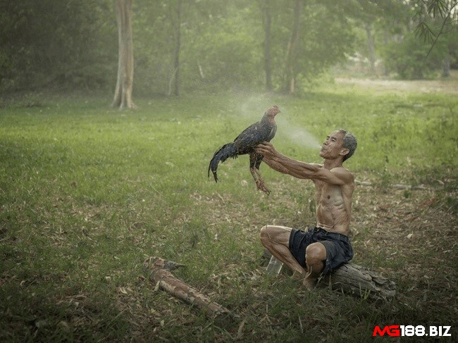 Cho gà tắm nắng, phun rượu để giảm cân nhanh chóng