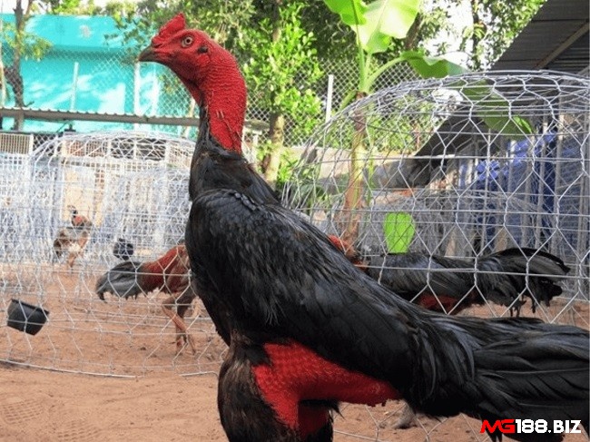 Ép cân cho gà chọi cần thực hiện từ từ