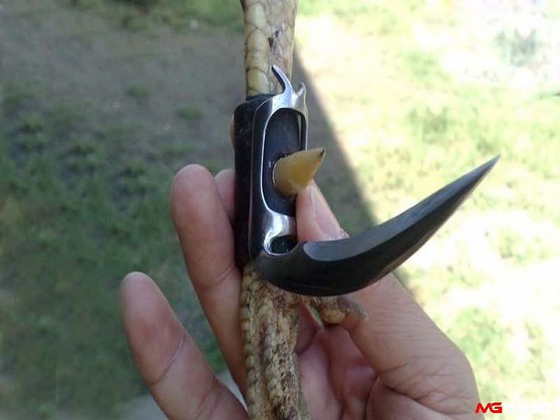 Cựa dao có độ sát thương cao