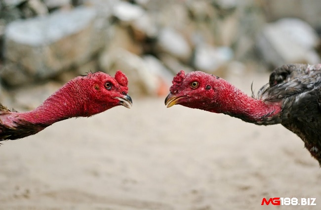 Sử dụng gà tơ làm mồi nhử và làm 1 lần/ngày giúp gà hiếu chiến hơn
