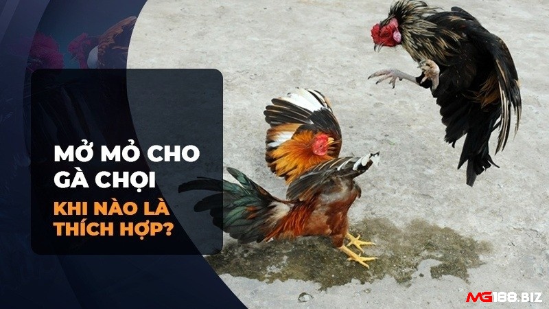 Thời điểm áp dụng cách mở mỏ gà chọi là 8 - 9 tháng
